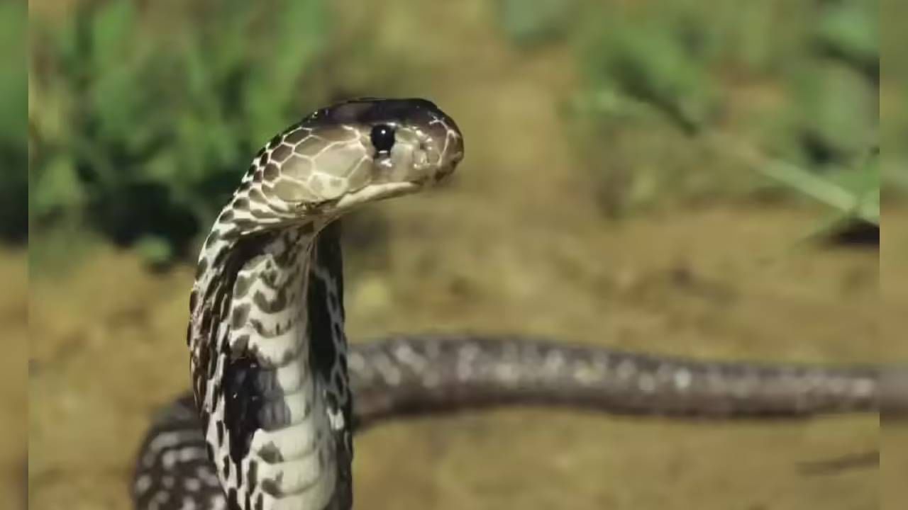या गावातील छतावर, स्वयंपाक घरात, झाडांवर, शेतात सहज साप आढळून येतात. या गावातील लोक सापाला मित्र मानतात. त्यांना घाबरत नाही. विषारी सापामुळे कुणाचाही अद्याप मृत्यू झाला नसल्याचा गावकऱ्यांचा दावा आहे.