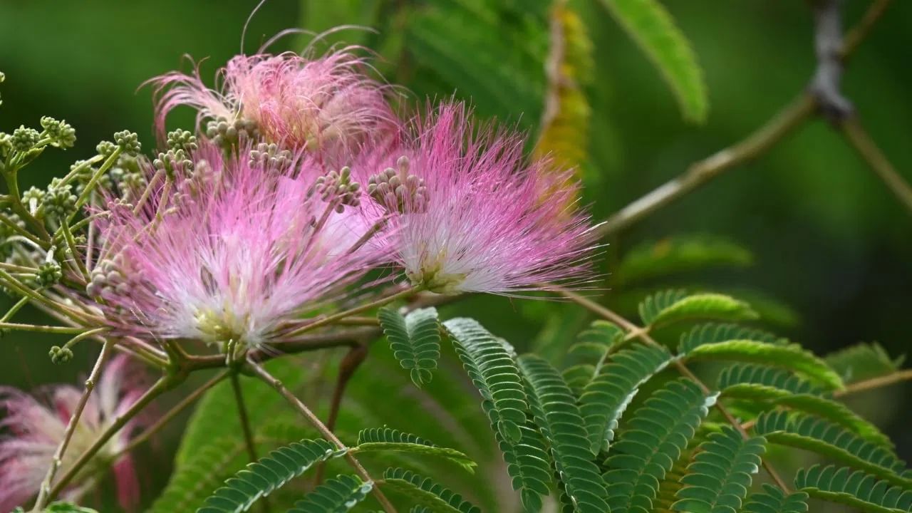 धार्मिक ग्रंथांमध्ये असे म्हटले आहे की घराच्या आत शमीचे झाड ठेवणे योग्य नाही. घराच्या छतावर किंवा बाल्कनीवर असे झाड लावण्याचा सल्ला दिला जातो, कारण ती ठिकाणे शक्तिशाली आणि पवित्र मानली जातात. घराच्या मुख्य प्रवेशद्वाराजवळ किंवा पूजा कक्षात शमीचे झाड ठेवणे अधिक योग्य आहे.