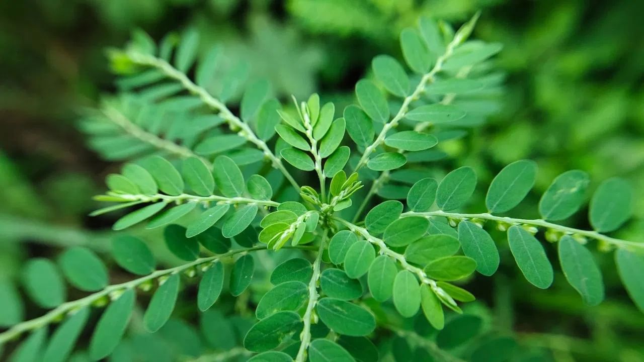 धार्मिक ग्रंथांनुसार, शमी वनस्पतीची नियमित पूजा केल्याने शनी साडेसती यांसारख्या नकारात्मक परिस्थितीतून मुक्तता मिळते. यासोबतच, भगवान शिव आणि शनिदेवांची कृपा भक्तावर सतत राहते. म्हणूनच, त्याची नियमित पूजा करणे शुभ मानले जाते. (डिस्क्लेमर : वरील माहिती उपलब्ध स्रोतावरून देण्यात आलेली आहे. याच्या तथ्यांबद्दल आम्ही कुठलाही दावा करीत नाही, तसेच अंधश्रद्धेला दुजोरा देत नाही)