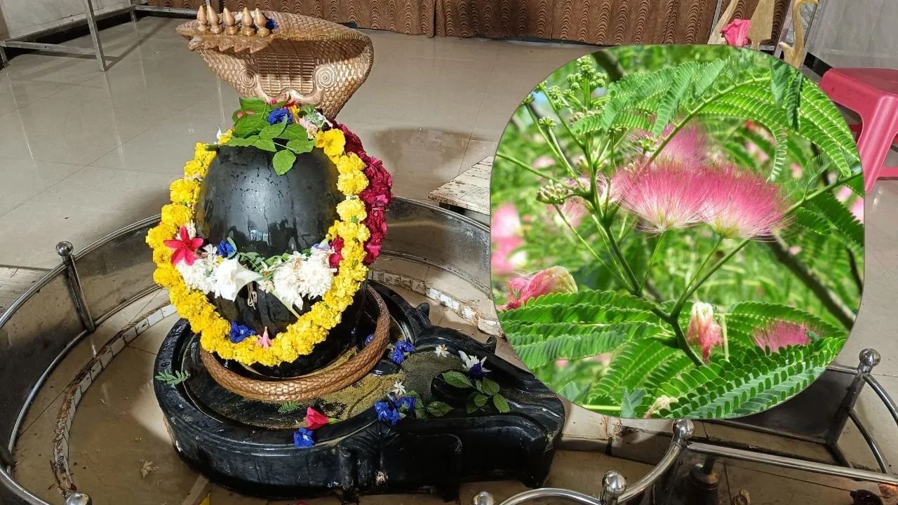 श्रावण महिन्यात शमीचे रोप लावण्यापूर्वी कोणत्या महत्त्वाच्या गोष्टी लक्षात ठेवल्या पाहिजेत, जेणेकरून सर्वोत्तम धार्मिक आणि फायदेशीर परिणाम मिळू शकतील? 