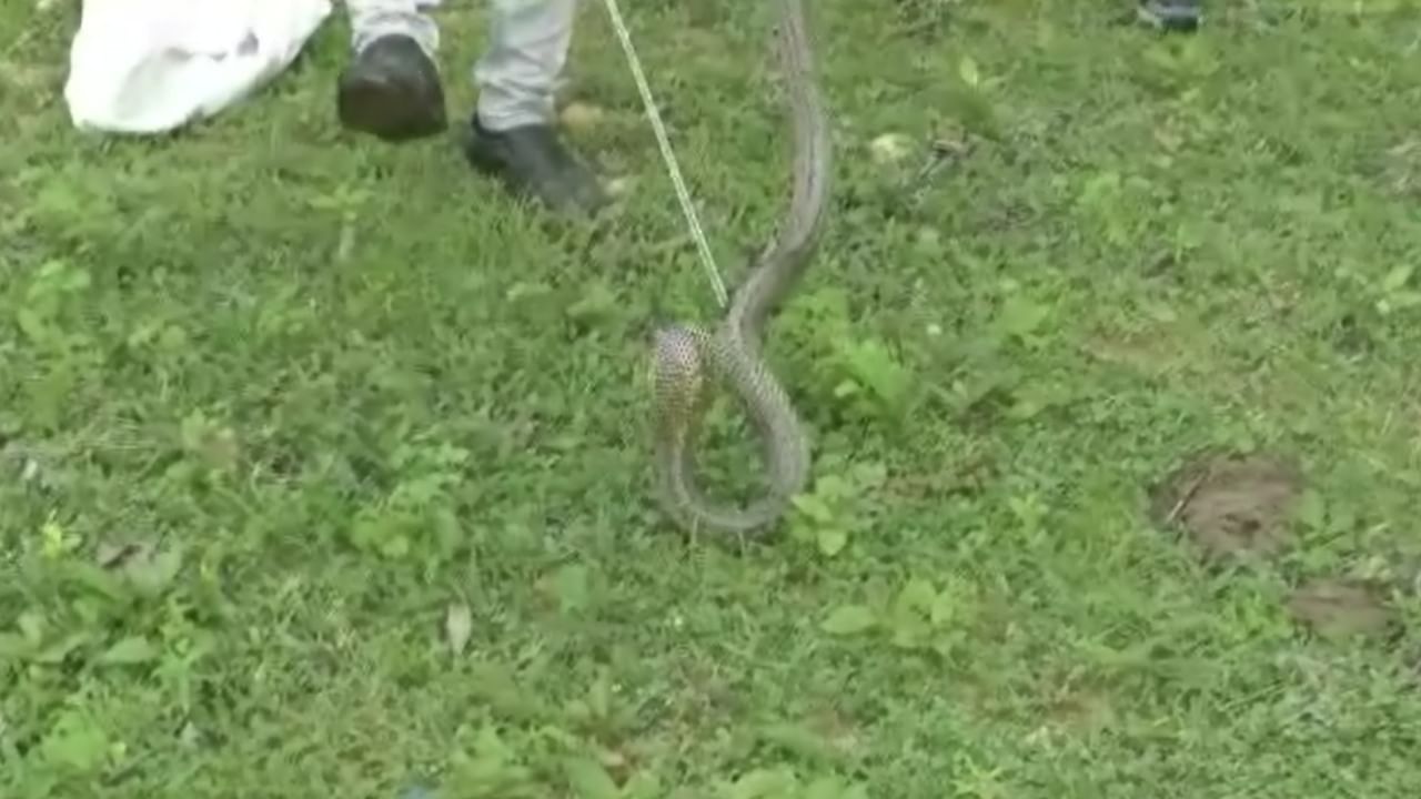 गोंदिया जिल्ह्यात सापांच्या सुमारे 18 विविध प्रजाती आढळतात. यापैकी 5 प्रजाती विषारी आहेत, 2 प्रजाती निम्नविषारी आहेत, तर उर्वरित 11 प्रजाती पूर्णपणे बिनविषारी आहेत. गोंदिया जिल्ह्यात आढळणाऱ्या विषारी सापांच्या प्रमुख प्रजातीपैकी चार साप अत्यंत विषारी मानले जातात.