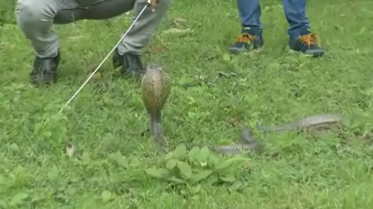 भारतीय संस्कृतीत साप केवळ एक वन्यप्राणी नसून श्रद्धा, कुतूहल आणि भीती यांचे एक अनोखे प्रतीक आहे. नागपंचमीसारख्या अनेक सण, लोककथा आणि दंतकथा यामुळे सापांविषयी आदर निर्माण झाला असला तरी त्याचबरोबर भीती आणि अंधश्रद्धाही वाढल्या आहेत.