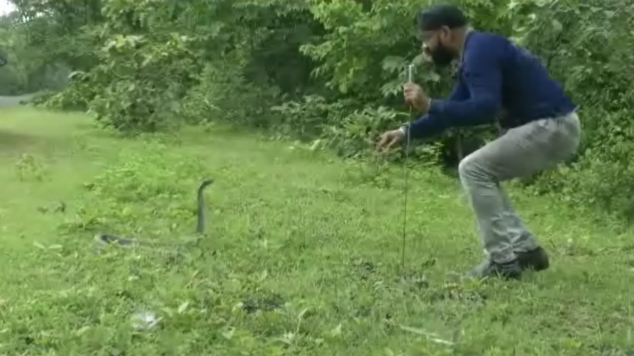 याव्यतिरिक्त, दोन निम्नविषारी सापांच्या प्रजातीही गोंदिया जिल्ह्यात आढळतात. ज्यांचा दंश सहसा जीवघेणा नसतो. उर्वरित 11 प्रजाती पूर्णपणे बिनविषारी असून, त्या मानवासाठी कोणताही धोका निर्माण करत नाहीत.