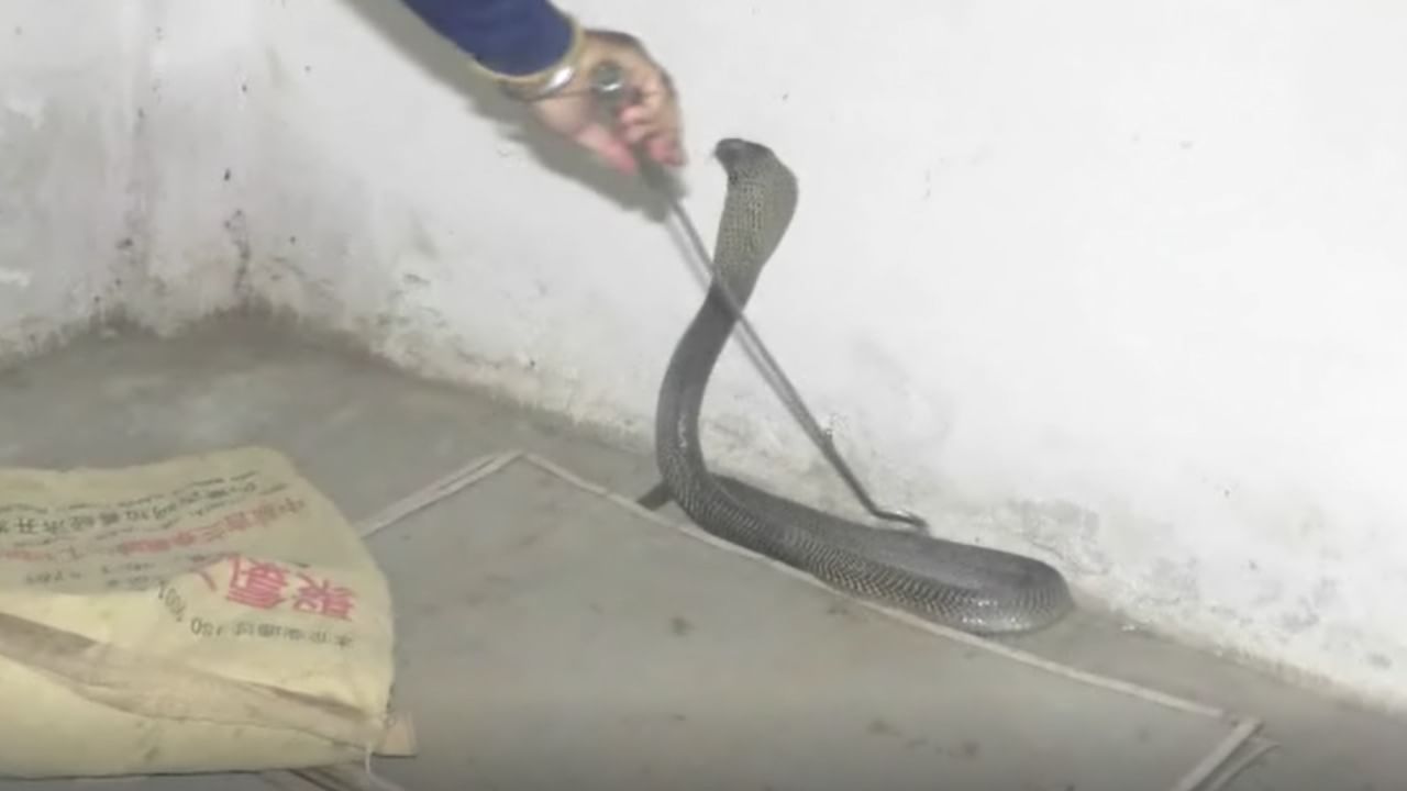 यातील मण्यार हा साप काळसर निळसर रंगाचा असून त्याच्या शरीरावर पांढरे आडवे पट्टे असतात. याचे दात लहान असल्याने चावल्यास सुरुवातीला लक्षात येत नाही. मण्यार साप रात्रीच्या वेळी अधिक सक्रिय असतो.