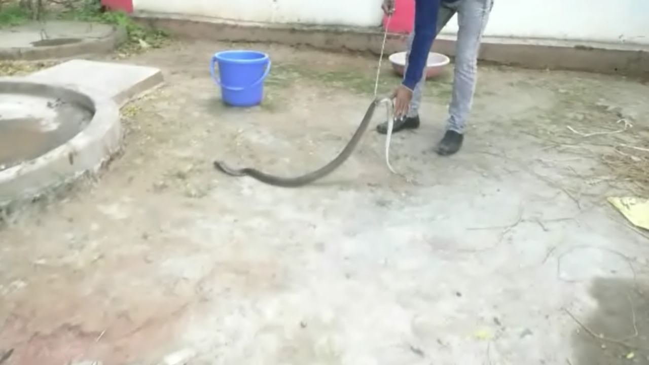 प्रसिद्ध फणा काढणारा साप म्हणून नाग ओळखला जातो. आपले संरक्षण करण्यासाठी हा साप उग्र रूप धारण करतो आणि फणा काढून उभा राहतो. तर फुरसे हा भारतातील सर्वात कमी लांबीचा विषारी साप आहे. हा सहसा दगड किंवा खडकांखाली लपलेला आढळतो.