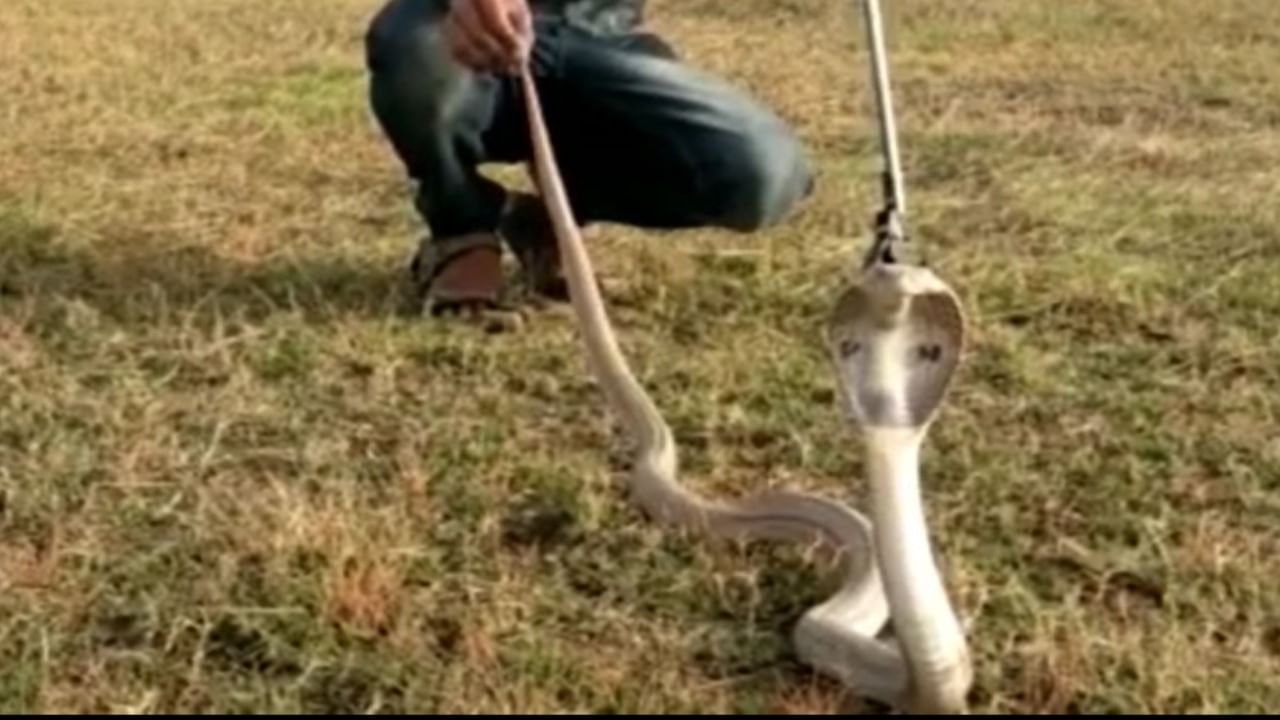 घोणस अतिशय रागीट आणि जलद हालचाल करणारा साप असतो. याचे दात मोठे आणि लवचिक असतात. धोका जाणवल्यास हा साप कुकरसारखा आवाज करतो. याला स्थानिक भाषेत 'परड' असेही म्हटले जाते.