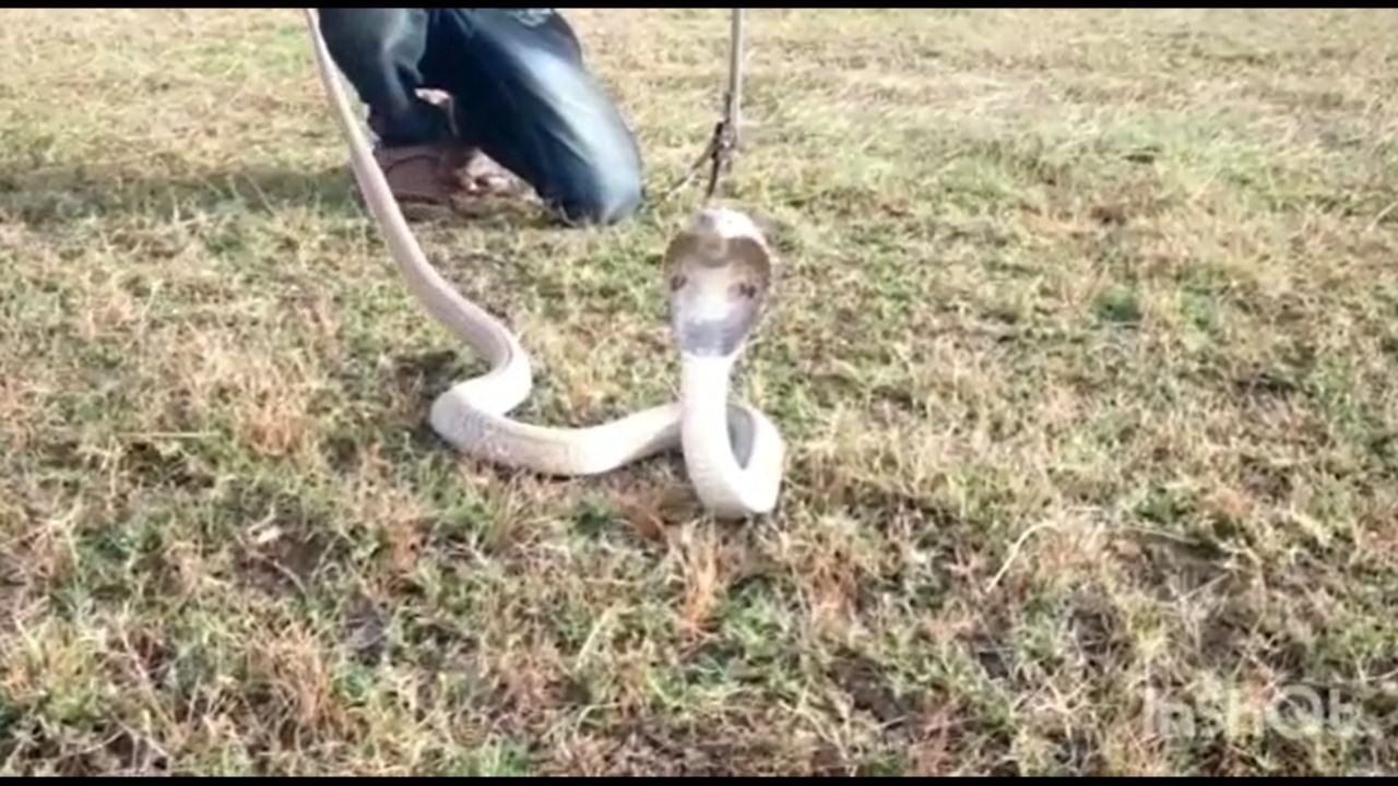 साप दिसला की तो नक्कीच जीवघेणा असतो किंवा चावला की मृत्यू निश्चितच असे गैरसमज समाजात खोलवर रुजले आहेत. मात्र, हे गैरसमज दूर करणे अत्यंत आवश्यक आहे. कारण भारतात आढळणाऱ्या सापांच्या शेकडो प्रजातींपैकी केवळ काहीच प्रजाती विषारी आहेत.