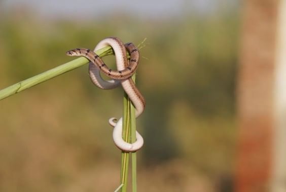 पण प्रत्येक साप हा विषारी नसतो. काही सापांनी दंश केला तरी मृत्यू होत नाही. विशेष म्हणजे जगातील एकूण सापांच्या प्रजांतीपैकी फारच कमी प्रजाती या विषारी आहेत. त्यामुळे दिसलेल्या प्रत्येक सापाला मारणे चुकीचे आहे. 