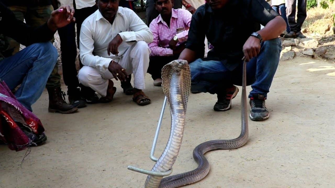 सर्पमित्रांना आता फ्रंटलाईन वर्करचा दर्जा अन् 'इतक्या' लाखांचा अपघात विमा