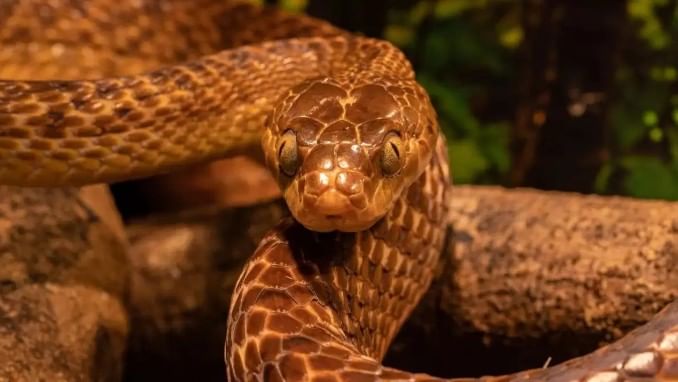 साप हा अनेक अर्थांनी उपयोगात येणारा सरपटणारा प्राणी आहे. सापाला शेतकऱ्याचा मित्र म्हटले जाते. अन्नसाखळीत सापाचे आपले असे विशेष महत्त्व आहे. पर्यावरणीय संतुलनासाठी साप हा महत्त्वाची भूमिका बजावतो. 