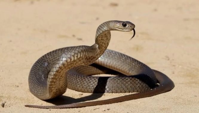 सापाचा आरोग्य आणि उपचार क्षेत्रातही मोठा उपयोग होतो, असे म्हटले जाते. अनेक विषारी सापांचे विष हे जीवनरक्षक औषधांच्या निर्मितीसाठी वापरले जाते. सापाच्या विषापासून सिरम तयार केले जाते. 