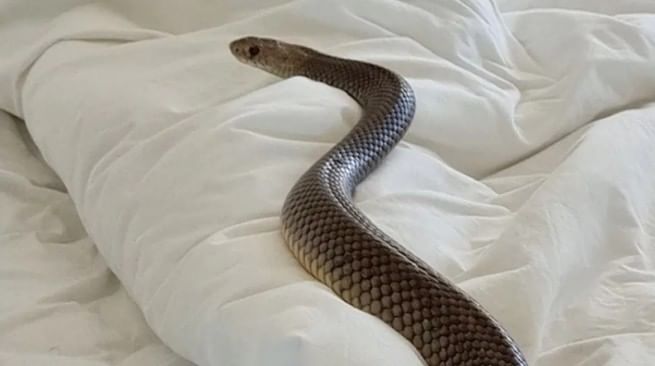 तसेच हृदयविकारावर गुणकारी ठरणाऱ्या काही औषधांचीही निर्मिता सापाच्या विषापासून केली जाते. न्यूरोलॉजिकल संशोधनातही सापाच्या विषाचा वापर होतो. त्यामुळे सापाला कोणतेही कारण नसताना मारून टाकणे चुकीचे आहे.   