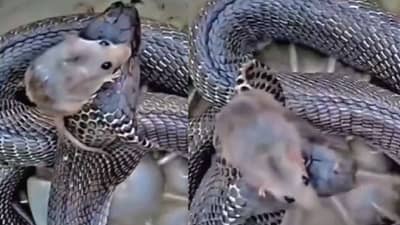 Video : काळ्या नागाशी उंदीर भिडला, केलं असं काही की पाहून तुम्हीही व्हाल थक्क!