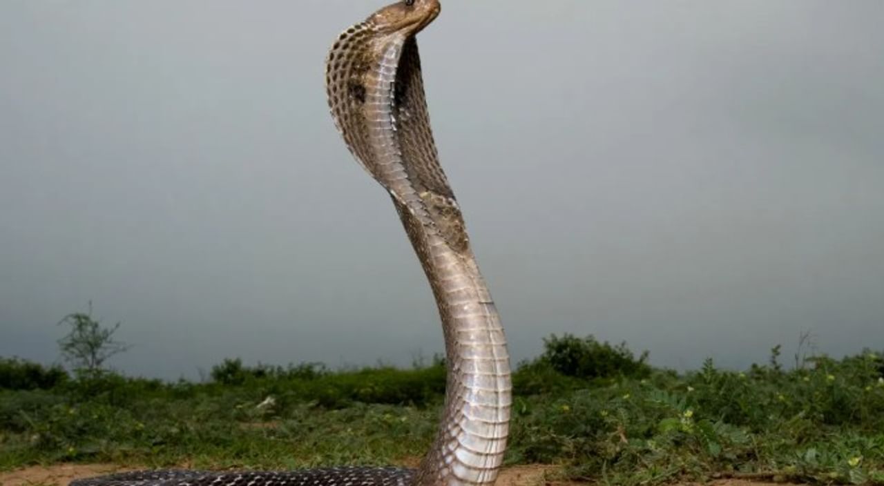 सर्पदंशामुळे मृत्यू झाला तर हिंदू धर्मानुसार त्या मृतदेहावर अंत्यसंस्कार केले जात नाहीत. विशेष म्हणजे तो मृतदेह पुरलाही जात नाही. अशा मृतदेहांवर नेमकं काय केलं जातं हे जाणून घेऊ या...