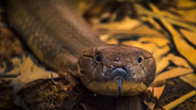 भारतात सापाची पूजा केली जाते. सापाला हिंदू धर्मात महत्त्वाचे स्थान आहे. सापाला भगवान महादेवाशी जोडले जाते. कारण महादेवाच्या गळ्यात नेहमी साप दिसतो. 