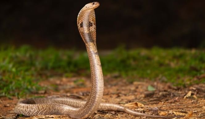 जेव्हा एखाद्या व्यक्तीचा सर्पदंशाने मृत्यू झाला तर भारताच्या काही भागात संबंधित व्यक्ती पूर्णपणे मेलेली नाही, असे समजले जाते. वेळेवर उपचार केले तर त्या व्यक्तीचा जीव वाचू शकतो, असे काही लोकांची धारणा असते. 