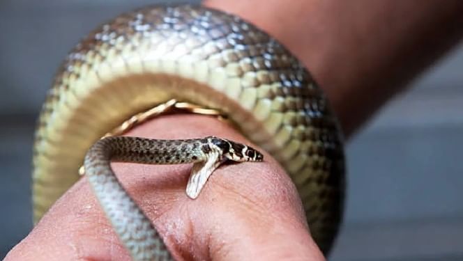 त्यामुळेच अशा लोकांच्या मृतदेहावर अंत्यसंस्कार केले जात नाहीत. तसेच त्या व्यक्तीला जमिनीत दफनही केले जात नाही. भारताच्या काही भागात सर्पदंशाने मृत्यू झालेल्या व्यक्तीचा मृतदेह नदीत सोडून दिला जातो.