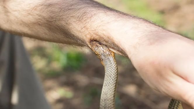 अगोदर काही लोक औषधी वनस्पतींच्या मदतीने सापाच्या विषाचा प्रभाव नष्ट करायचे आणि सर्पदंश झालेल्या व्यक्तीचा जीव वाचायचा. अशा प्रकारचे लोक नदीच्या कनाऱ्यावर राहायचे. सर्पदंशाने मृत्यू झालेल्या एखाद्या व्यक्तीचा मृतदेह वाहून आला तर नदीकिनारी असणारे हे लोक त्या व्यक्तीला वाचवण्याचा प्रयत्न करायचे. 