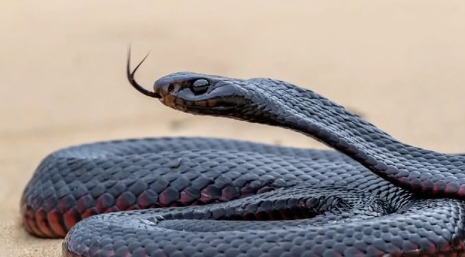 त्यामुळे अगोदर सर्पदंश झालेल्या व्यक्तीवर अंत्यसंस्कार केले जात नव्हते. हीच प्रथा अजूनही काही लोक पाळतात. त्यामुळेच सर्पदंश झालेल्या व्यक्तीच्या मृतदेहावर अंत्यसंस्कार केले जात नाहीत. 