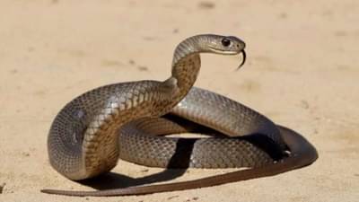 हा द्रव पदार्थ आहे सापाचा सर्वात मोठा शत्रू, फक्त दोन थेंब घरात शिंपडा, साप पुन्हा घरात कधीच येणार नाही