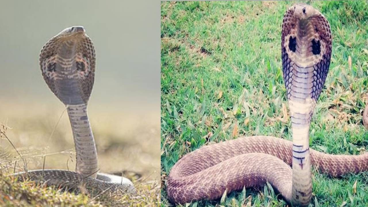 महाराष्ट्रातील असं एक गाव जिथे घरात पाळतात खतरनाक साप; ऐकून अंगावर येईल काटा..