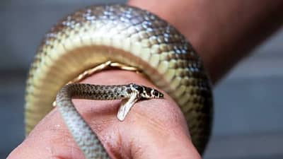 साप कितीही विषारी असू द्या, सर्पदंशानंतर सर्वात आधी करा हे एक काम, रुग्ण कधीच दगावणार नाही