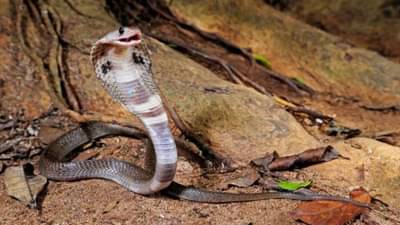 आदिवासींकडे असलेलं हे खास लिक्विड म्हणजे सापांवर जालीम उपाय, पुन्हा साप दिसणारच नाही, जाणून घ्या कसं तयार करतात?