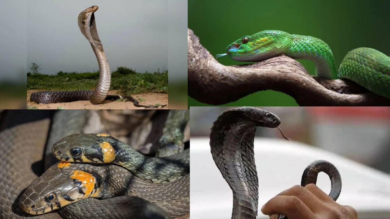 Snakes Hide At These Places : घरातले हे 4 कोपरे म्हणजे सापांचा फेव्हरिट अड्डा, ऐटीत बसतात.. पण टरकतात फक्त या लिक्विडला; कसं? घ्या जाणून Snakes Hide At These Places : घरातले हे 4 कोपरे म्हणजे सापांचा फेव्हरिट अड्डा, ऐटीत बसतात.. पण टरकतात फक्त या लिक्विडला; कसं? घ्या जाणून
