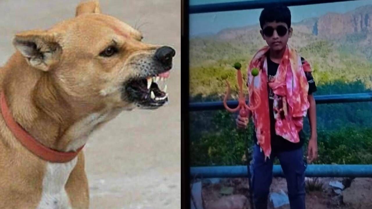 कुत्रा भूंकला, अंगावर धावून आला… घाबरलेला मुलगा जीव वाचवण्यासाठी इमारतीत चढला अन्… 12 वर्षाच्या मुलासोबत काय घडलं?