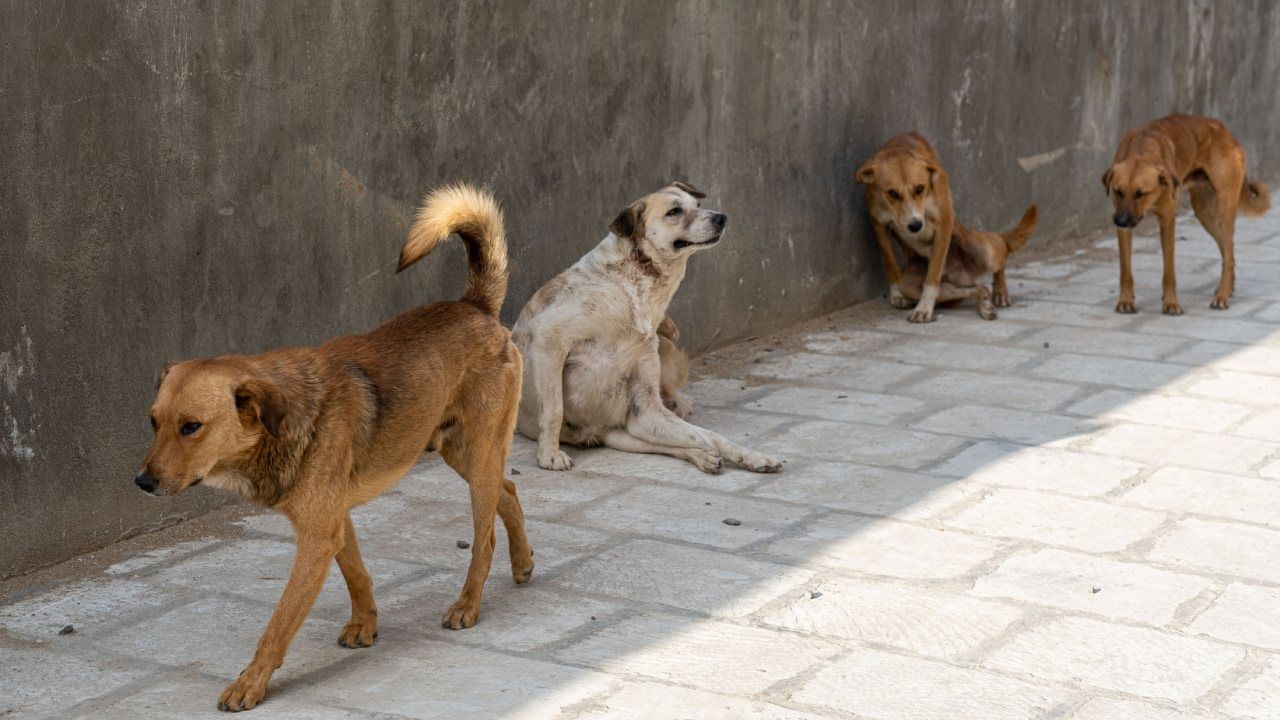 गाडी चालवताना कुत्रे मागे लागल्यास गाडीचा वेग वाढवण्याची चूक अजिबात करू नका. यामुळे कुत्रे तुमच्यावर झडप घालू शकतात. त्यामुळे कुत्रे गाडीच्या मागे लागत असतील तर गाडीचा वेग नियंत्रणात ठेवा.