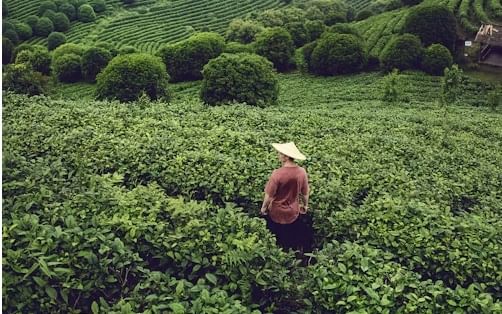 चहाच्या खपाच्या बाबती ब्रिटनचा क्रमांक तिसरा आहे. येथे दरवर्षी एक व्यक्ती सरासरी १.९४ किलो चहा गटवून टाकतो. तर या यादीत चौथ्या क्रमांकावर आपला शेजारी पाकिस्तान आहे.