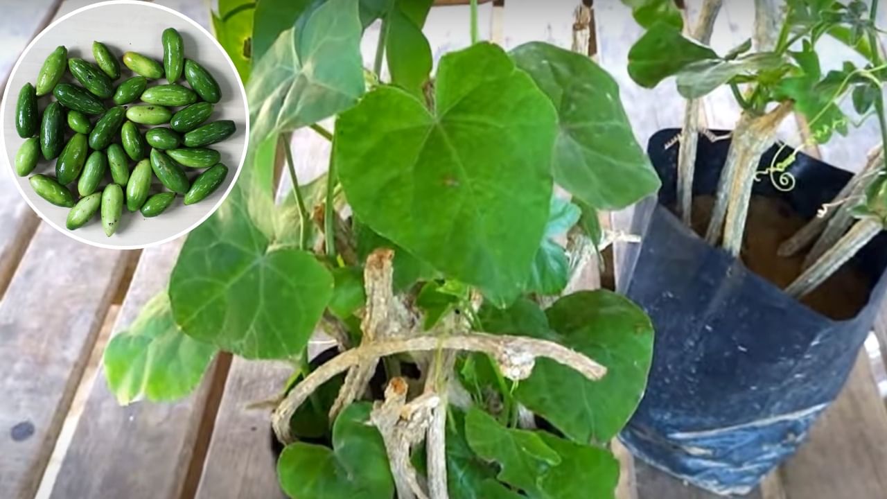 घरच्या गच्चीवर उगवा ताजी हिरवी तोंडली, जाणून घ्या सोपी पद्धत आणि महत्त्वाच्या टिप्स घरच्या गच्चीवर उगवा ताजी हिरवी तोंडली, जाणून घ्या सोपी पद्धत आणि महत्त्वाच्या टिप्स