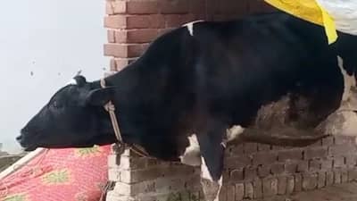 कुत्रा चावल्याने होणारा आजार गायीला... रेबिज झालेल्या गायीचं जो दूध प्यायला तो दहशतीत, आतापर्यंत 16 जणांना...