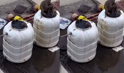 स्टेशनवर असलेल्या टाकीतील पाणी पिताय? व्हा सावध, पाण्याच्या टाकी मकडांचा स्विमिंग पूल, व्हिडीओ समोर