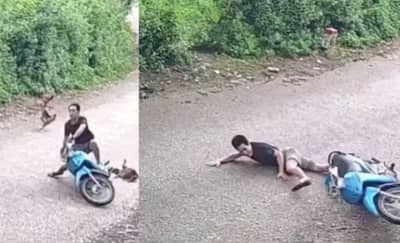 कोंबडीमुळे झाला भयंकर अपघात,एका झटक्यात स्कुटरसह कोलमडला चालक Viral Video