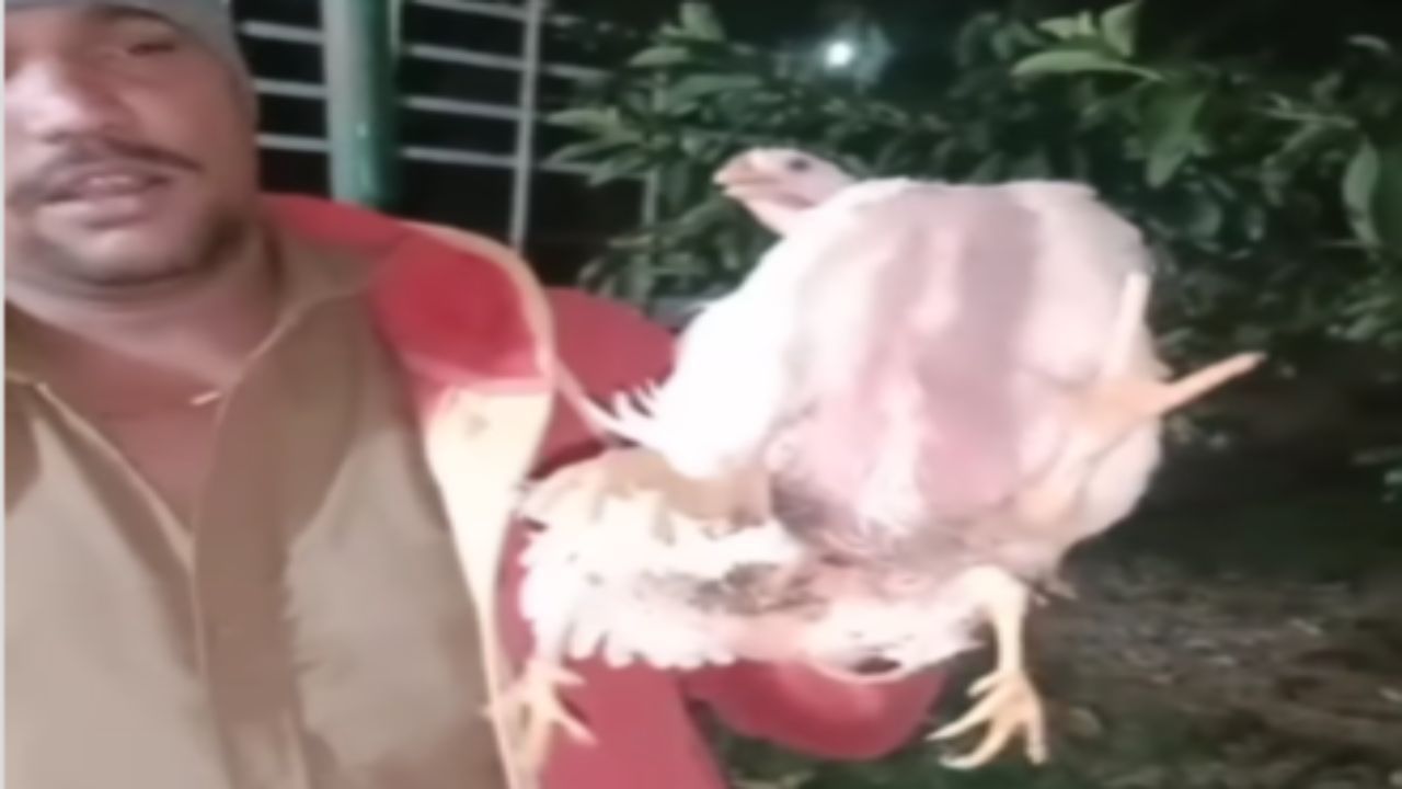 चमत्कार! 'या' कोंबडीला 2 नव्हे तर चक्क 4 पाय, Video पाहून हैराण व्हाल