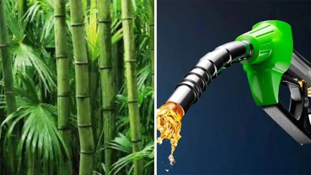 ऊस आणि मक्यानंतर बांबूवरही वाहने चालणार! देशातील पहिला खासगी प्रयोग ऊस आणि मक्यानंतर बांबूवरही वाहने चालणार! देशातील पहिला खासगी प्रयोग