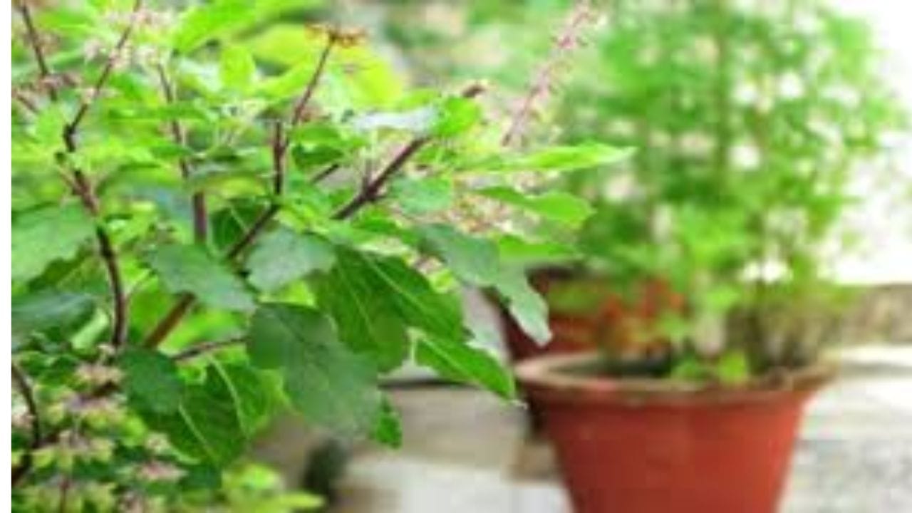 Vastu Tips : चुकूनही या पाच वस्तू तुळशीजवळ ठेवू नका, अन्यथा कंगाल झालाच म्हणून समजा Vastu Tips : चुकूनही या पाच वस्तू तुळशीजवळ ठेवू नका, अन्यथा कंगाल झालाच म्हणून समजा