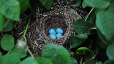 अंडी नेहमी पांढरी किंवा तपकिरी नसतात! जगातील अशा कोंबड्या ज्या देतात हिरवी आणि निळी अंडी