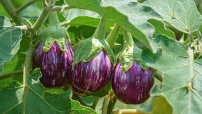 करोडपती व्हायचंय? तर अशी करा वांग्याची शेती, एका वर्षात लाखो रुपये कमावण्याची खास पद्धत