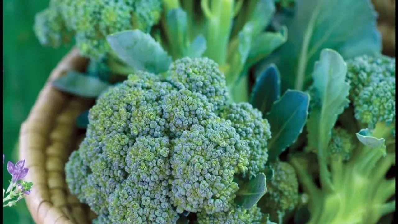 फूड अ‍ॅलर्जी असलेल्या महिला: काही महिलांना ब्रासिका फॅमिलीच्या भाज्यांपासून (उदा. ब्रोकोली, फुलकोबी) अ‍ॅलर्जी असते. त्यामुळे खाज, सूज, श्वास घेण्यास त्रास होऊ शकतो.