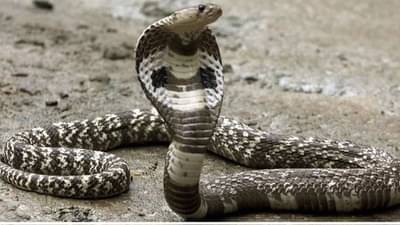 नाग मारल्यानंतर नागिणीनं जे केलं ते पाहून अख्खं गाव थरथर कापलं, बदल्यासाठी 15 दिवसांनी आली अन्...