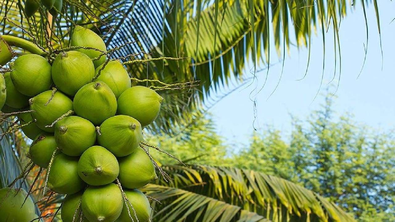 नारळाची शेती करताय? 'या' खास गोष्टींची काळजी घ्या, लाखोंचा नफा नक्की मिळेल नारळाची शेती करताय? 'या' खास गोष्टींची काळजी घ्या, लाखोंचा नफा नक्की मिळेल