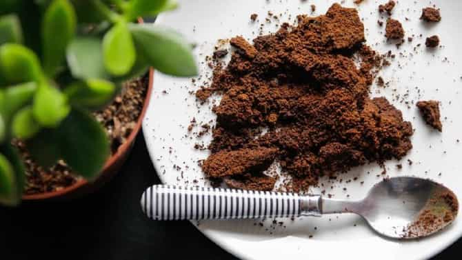कॉफी बनवल्यावर तुम्हीही कॉफी ग्राउंड्स फेकून देता का? या 5 कामांसाठी त्याचा होतो जबरदस्त वापर