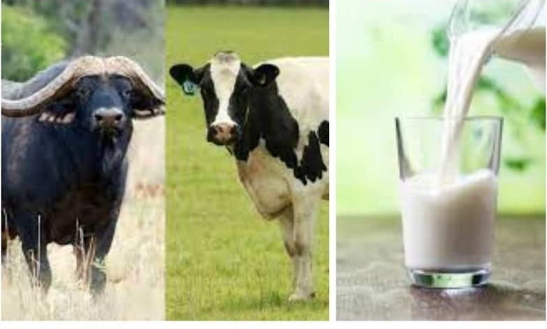 गायीचं की म्हशीचं कोणते दूध पचन आणि किडनीसाठी चांगले ? तज्ज्ञांकडून जाणा