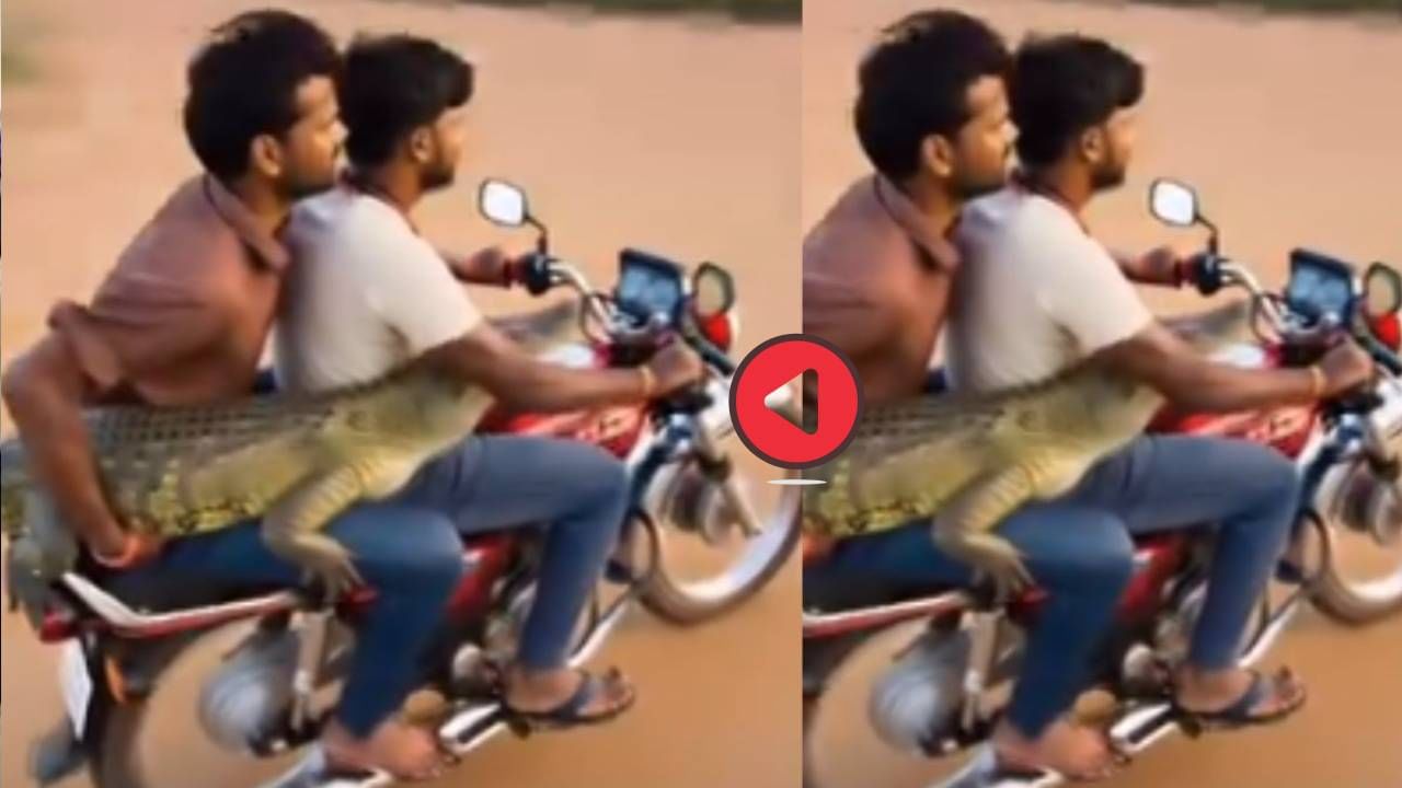 हा तर अक्षरश: वेडेपणा! चक्क मगरीला बाईकवर घेऊन निघाले अन् रस्त्यात... व्हिडीओ पाहून थरकाप उडेल हा तर अक्षरश: वेडेपणा! चक्क मगरीला बाईकवर घेऊन निघाले अन् रस्त्यात... व्हिडीओ पाहून थरकाप उडेल