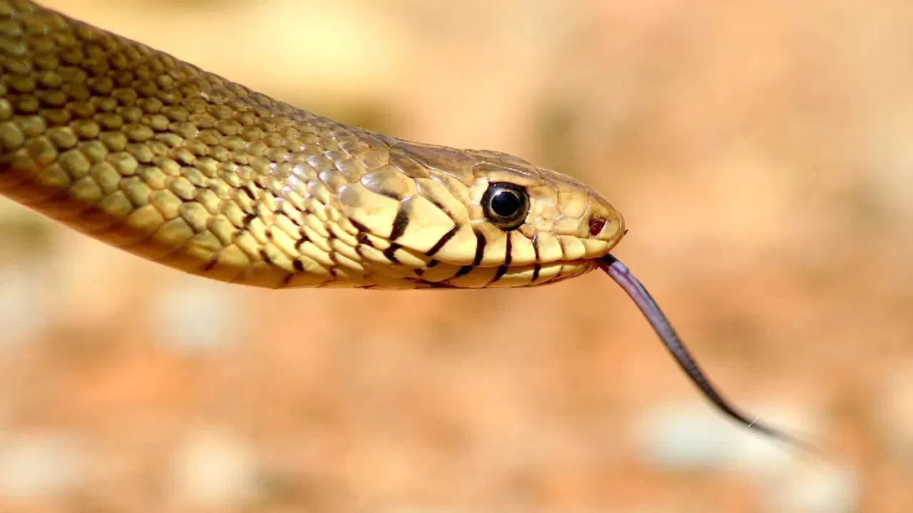 भारतात सापांना पूजनीय मानले जाते, तरीही माहितीच्या अभावामुळे बहुतेक बिनविषारी सापांना विषारी समजून मारले जाते. असाच एक महत्त्वाचा आणि निरुपद्रवी साप आहे ‘धामण’, ज्याला काही ठिकाणी ‘धमना’ तर काही ठिकाणी ‘धनांगोड़’ या नावाने ओळखले जाते.