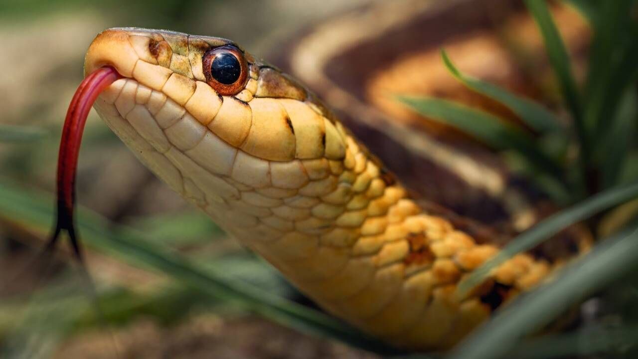 हा साप केवळ पर्यावरणीय संतुलन राखण्यात महत्त्वाची भूमिका बजावतोच, तर शेतकऱ्यांसाठी एखाद्या वरदानापेक्षा कमी नाही. जिथे या सापाच्या उपस्थितीला संपत्तीशी जोडले जाते.