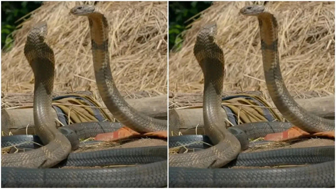 ते शेतातील उभ्या पिकांना खातात आणि कोठारात ठेवलेल्या धान्यालाही सोडत नाहीत. धामण साप हा एक बिनविषारी सरपटणारा प्राणी आहे जो आपल्या घरांभोवती आणि शेतांमध्ये आढळतो.