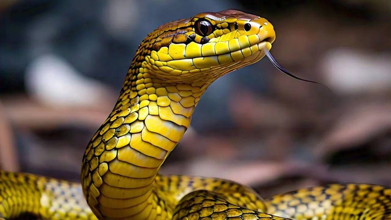 सापांच्या संरक्षणासाठी आज जे जागरूकता अभियान चालवले जात आहेत, ते कार्य आपल्या पूर्वजांनी सापांना पूजनीय बनवून शतकांपूर्वीच केले होते. याच क्रमाने, सापांना त्यांच्या रंग-रूप आणि वर्तनाच्या आधारावर विविध नावे देण्यात आली आणि अनेक दंतकथा प्रचलित झाल्या.